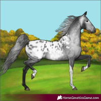 Horse Color:Gray Black Tobiano Blanket