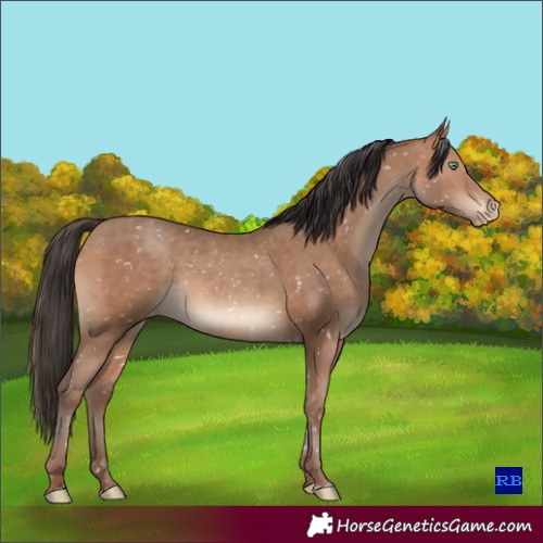 Horse Color:Sable Champagne Appaloosa 