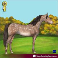 Horse Color:Sable Champagne Appaloosa