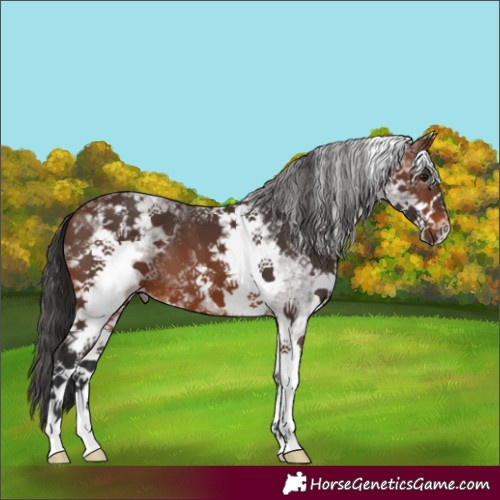 Horse Color:White Spotted Brown 