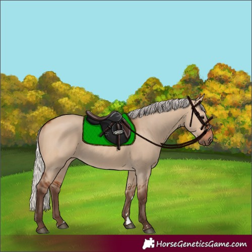 Horse Color:Silver Bay Dun 