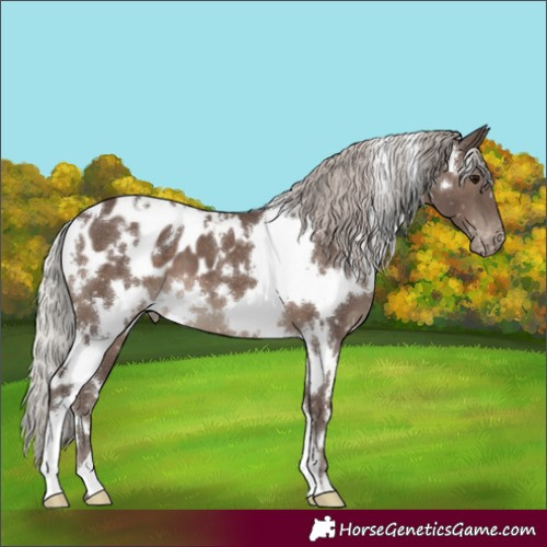 Horse Color:White Spotted Silver Black Skewed Appaloosa 