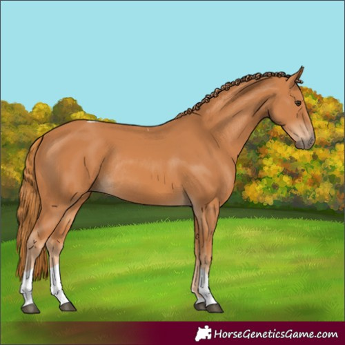 Horse Color:Chestnut Tobiano Rabicano 
