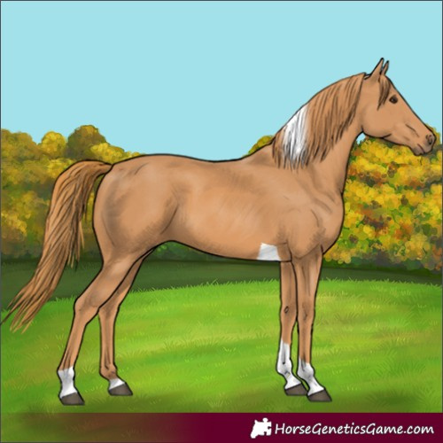 Horse Color:Chestnut Tobiano Rabicano 