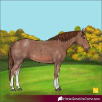 Horse Color:White Spotted Chestnut Sabino