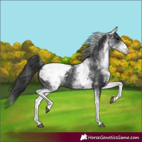 Horse Color:White Spotted Black Appaloosa 