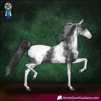Horse Color:White Spotted Black Appaloosa