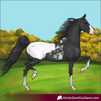 Horse Color:Black Snowcap