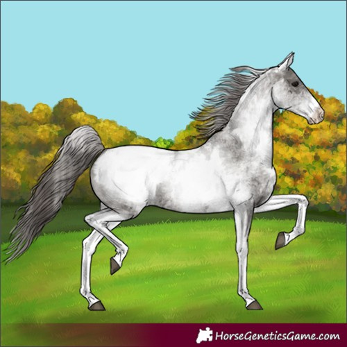 Horse Color:White Spotted Grullo Appaloosa Rabicano 