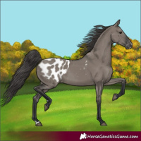 Horse Color:Grullo Blanket Rabicano