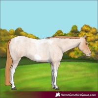 Horse Color:Red Roan Pearl Tobiano Frame