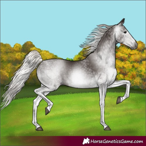 Horse Color:Gray White Spotted Silver Black 
