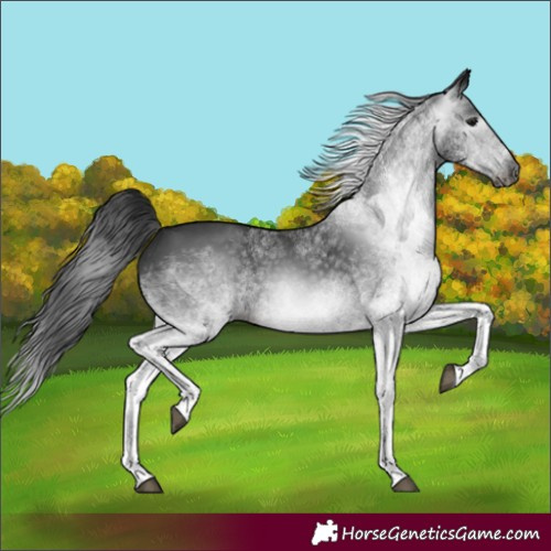 Horse Color:Gray White Spotted Black 
