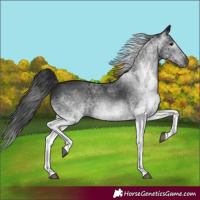 Horse Color:Gray White Spotted Black 