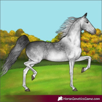 Horse Color:Gray White Spotted Black 