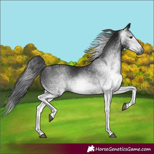 Horse Color:Gray White Spotted Black 