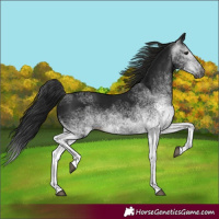 Horse Color:Gray White Spotted Black 
