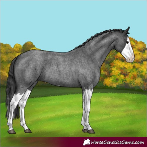Horse Color:Blue Roan Splash 