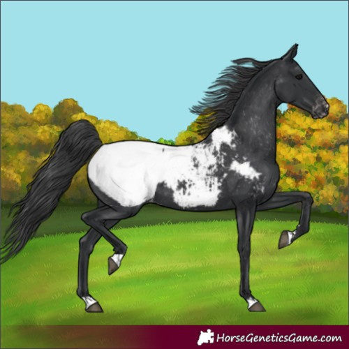 Horse Color:Black Appaloosa Rabicano