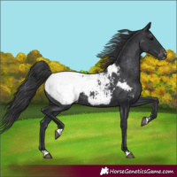 Horse Color:Black Snowcap Rabicano