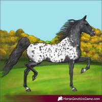 Horse Color:Black Appaloosa Rabicano 
