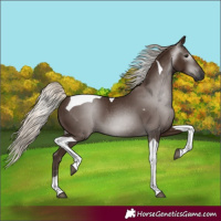 Horse Color:Gray Silver Black Tobiano 