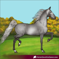Horse Color:Gray Silver Black Appaloosa 
