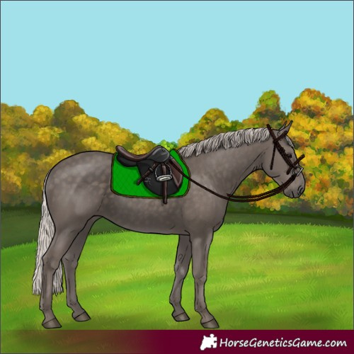 Horse Color:Silver Black 