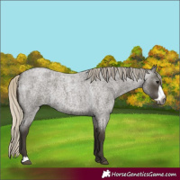 Horse Color:Gray Silver Smoky Blue Roan Frame Rabicano 