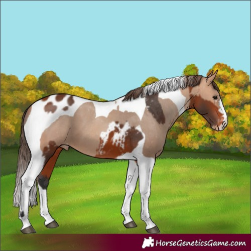 Horse Color:Bay Appaloosa  and Amber Champagne Tobiano Appaloosa 