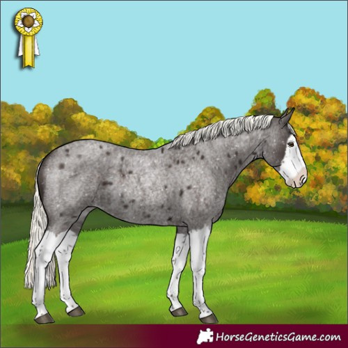 Horse Color:Liver Red Roan Mushroom Splash Appaloosa Rabicano
