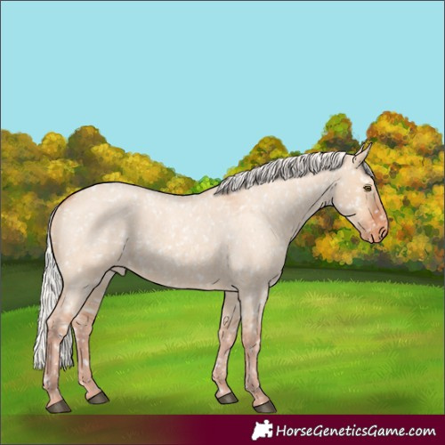 Horse Color:Silver Bay Roan Dun Appaloosa Rabicano