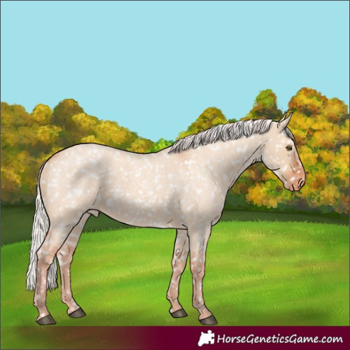 Horse Color:Silver Bay Roan Dun Snowflake VarnishRabicano 