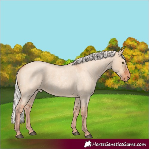 Horse Color:Silver Bay Roan Dun Appaloosa Rabicano 
