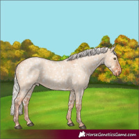 Horse Color:Silver Bay Roan Dun Snowflake VarnishRabicano 