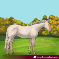 Horse Color:Silver Bay Roan Dun Appaloosa Rabicano 