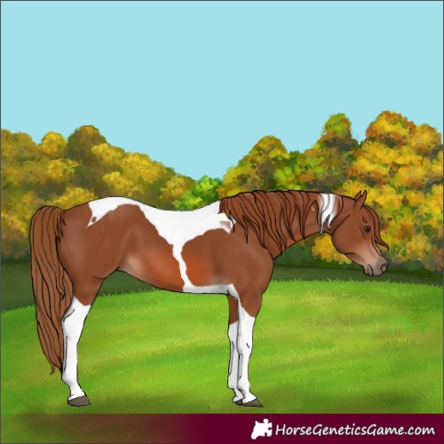 Horse Color:Chestnut Tobiano 
