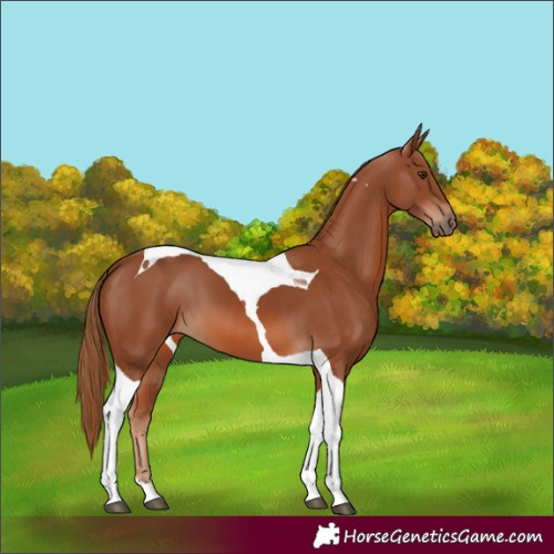 Horse Color:Chestnut Tobiano 