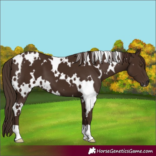 Horse Color:White Spotted Liver Chestnut