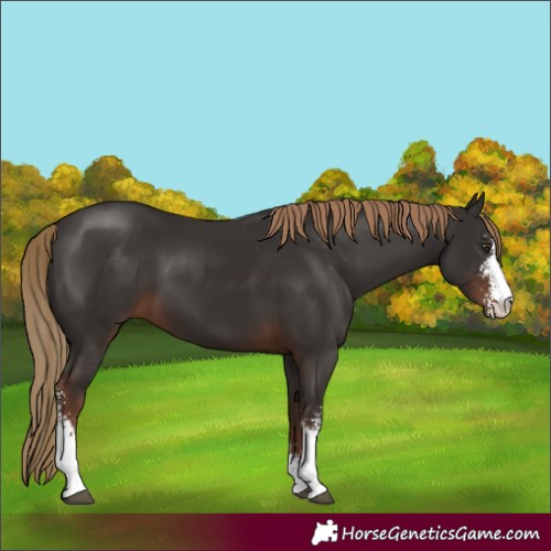 Horse Color:Liver Chestnut Sabino 
