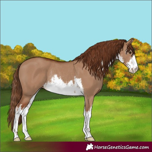 Horse Color:White Spotted Red Dun Rabicano 