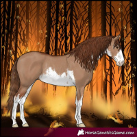 Horse Color:White Spotted Red Dun Rabicano 