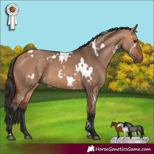Horse Color:White Spotted Bay Dun