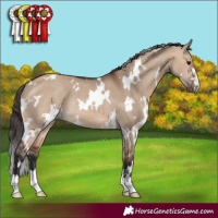 Horse Color:White Spotted Bay Dun Rabicano 