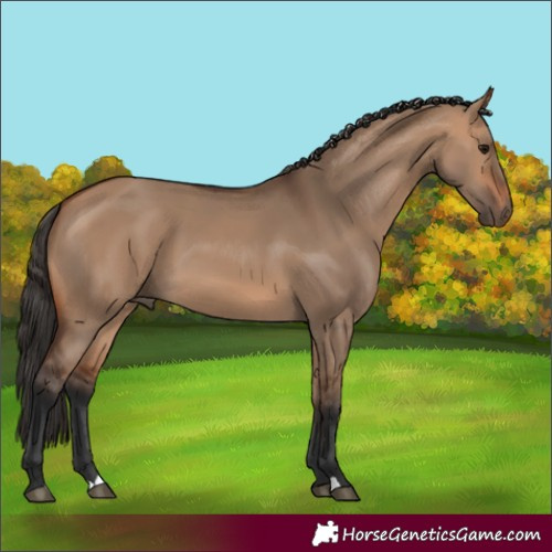 Horse Color:Bay Dun 
