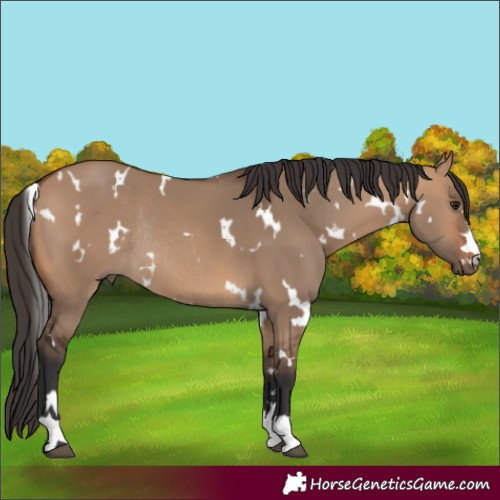 Horse Color:White Spotted Bay Dun Rabicano 