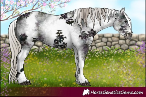 Horse Color:Gray White Spotted Midnight Silver Black 