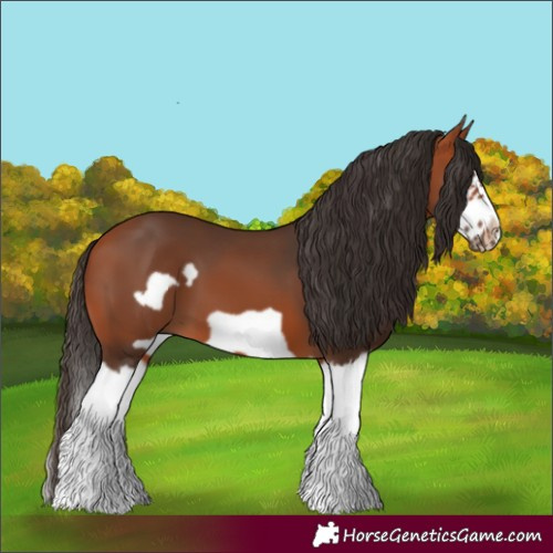 Horse Color:Bay Splash Frame