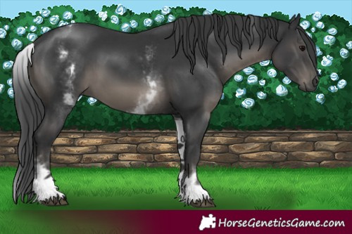 Horse Color:White Spotted Black 