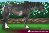Horse Color:White Spotted Black 